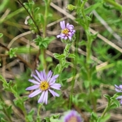 Vittadinia cuneata var. cuneata (Fuzzy New Holland Daisy) at Sherwood Forest - 20 Oct 2021 by tpreston