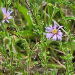 Vittadinia cuneata var. cuneata at Coree, ACT - 20 Oct 2021