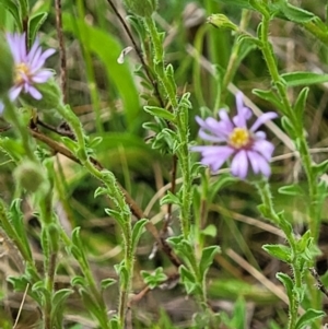 Vittadinia cuneata var. cuneata at Coree, ACT - 20 Oct 2021