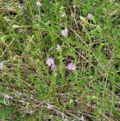 Vittadinia cuneata var. cuneata at Coree, ACT - 20 Oct 2021