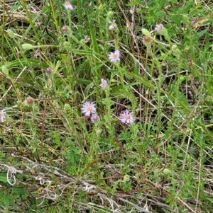 Vittadinia cuneata var. cuneata at Coree, ACT - 20 Oct 2021