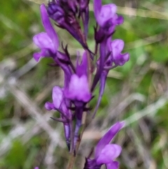 Linaria pelisseriana (Pelisser's Toadflax) at Coree, ACT - 20 Oct 2021 by tpreston