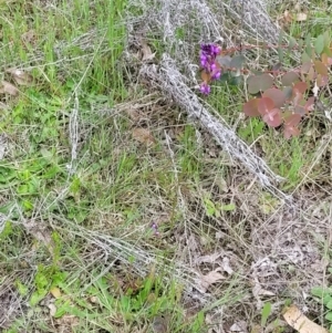 Linaria pelisseriana at Coree, ACT - 20 Oct 2021 11:44 AM