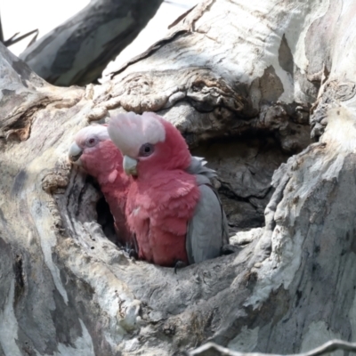 Eolophus roseicapilla (Galah) at Pialligo, ACT - 18 Oct 2021 by jb2602