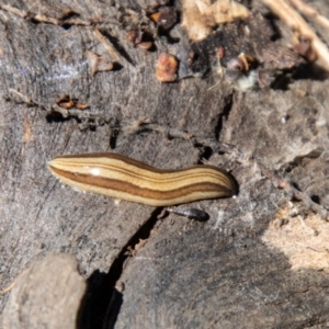 Lenkunya munda at Cotter River, ACT - 6 Oct 2021 11:29 AM