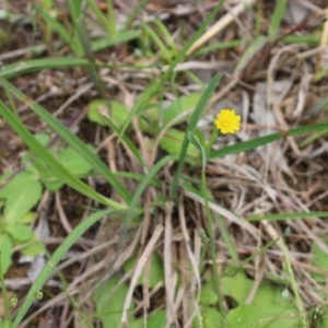 Hypochaeris glabra at Glenroy, NSW - 16 Oct 2021