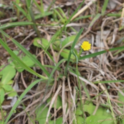 Hypochaeris glabra (Smooth Catsear) at Nail Can Hill - 16 Oct 2021 by KylieWaldon