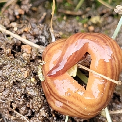 Fletchamia quinquelineata (Five-striped flatworm) at Sherwood Forest - 20 Oct 2021 by tpreston