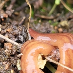 Fletchamia quinquelineata at Coree, ACT - 20 Oct 2021