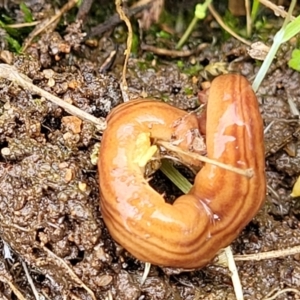 Fletchamia quinquelineata at Coree, ACT - 20 Oct 2021