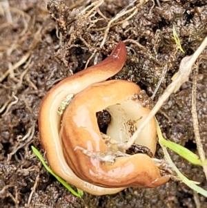 Fletchamia quinquelineata at Coree, ACT - 20 Oct 2021