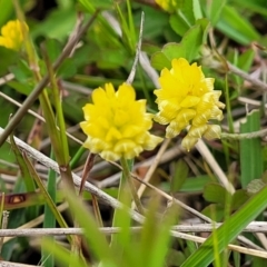 Trifolium campestre (Hop Clover) at Coree, ACT - 20 Oct 2021 by tpreston