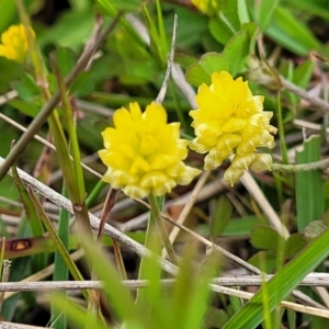 Trifolium campestre at Coree, ACT - 20 Oct 2021