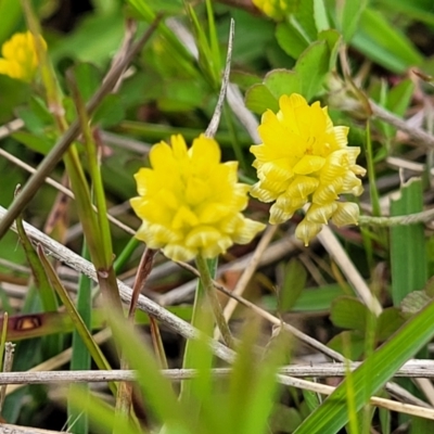 Trifolium campestre (Hop Clover) at Coree, ACT - 20 Oct 2021 by trevorpreston