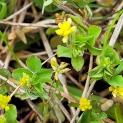 Trifolium campestre at Coree, ACT - 20 Oct 2021 11:40 AM