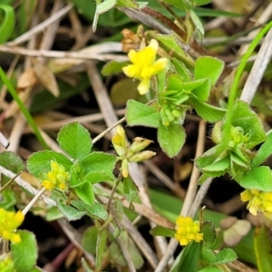 Trifolium campestre at Coree, ACT - 20 Oct 2021 11:40 AM