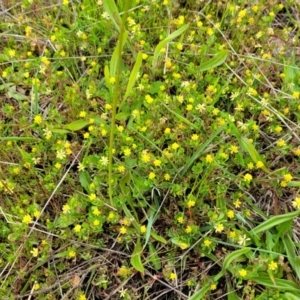 Trifolium campestre at Coree, ACT - 20 Oct 2021 11:40 AM