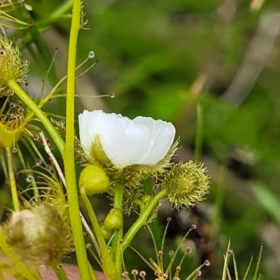 Drosera gunniana (Pale Sundew) at Coree, ACT - 20 Oct 2021 by trevorpreston