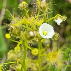 Drosera gunniana at Coree, ACT - 20 Oct 2021