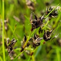 Schoenus apogon (Common Bog Sedge) at Coree, ACT - 20 Oct 2021 by trevorpreston