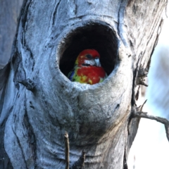 Platycercus eximius (Eastern Rosella) at Ainslie, ACT - 16 Oct 2021 by jb2602