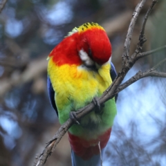 Platycercus eximius at Ainslie, ACT - 16 Oct 2021 04:44 PM