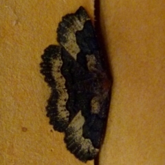 Melanodes anthracitaria (Black Geometrid) at Boro, NSW - 17 Oct 2021 by Paul4K