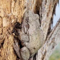 Litoria peronii (Peron's Tree Frog, Emerald Spotted Tree Frog) at Coree, ACT - 20 Oct 2021 by trevorpreston