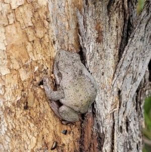 Litoria peronii at Coree, ACT - 20 Oct 2021