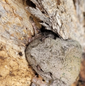 Litoria peronii at Coree, ACT - 20 Oct 2021