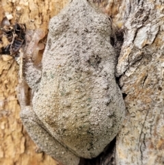 Litoria peronii at Coree, ACT - 20 Oct 2021