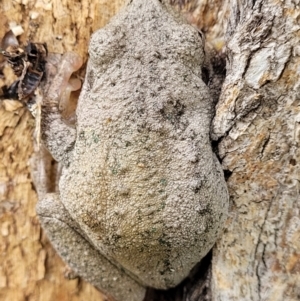 Litoria peronii at Coree, ACT - 20 Oct 2021 12:41 PM