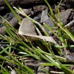 Scopula (genus) (A wave moth) at QPRC LGA - 17 Oct 2021 by Paul4K