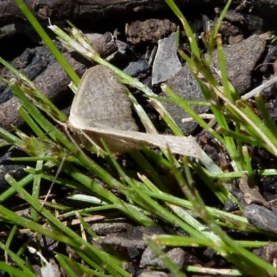 Scopula (genus) (A wave moth (Sterrhinae)) at Boro, NSW - 17 Oct 2021 by Paul4K