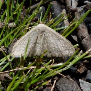 Scopula (genus) at Boro, NSW - 17 Oct 2021