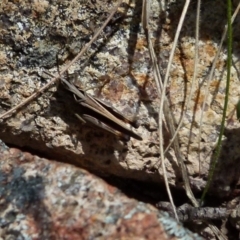 Cryptobothrus chrysophorus (Golden Bandwing) at Boro, NSW - 17 Oct 2021 by Paul4K