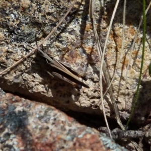 Cryptobothrus chrysophorus at Boro, NSW - 17 Oct 2021