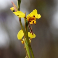 Diuris sulphurea (Tiger Orchid) at Tralee, NSW - 20 Oct 2021 by MB
