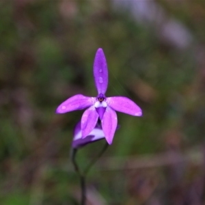 Glossodia major at Tralee, NSW - suppressed