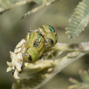 Calomela vittata at Hawker, ACT - 17 Oct 2021 02:06 PM