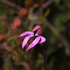 Caladenia congesta (Pink caps) at Tralee, NSW - 20 Oct 2021 by MB