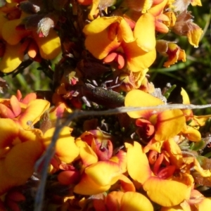 Melobasis propinqua at Boro, NSW - suppressed