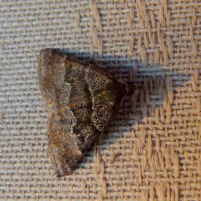 Dichromodes ainaria (A geometer or looper moth) at QPRC LGA - 17 Oct 2021 by Paul4K