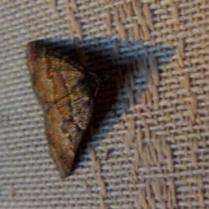 Dichromodes ainaria at Boro, NSW - suppressed