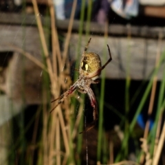 Araneus hamiltoni (Hamilton's Orb Weaver) at QPRC LGA - 17 Oct 2021 by Paul4K