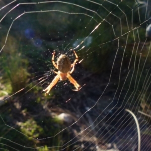 Araneus hamiltoni at Boro, NSW - 18 Oct 2021