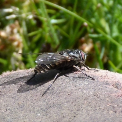 Tabanidae (family) (Unidentified march or horse fly) at Boro - 17 Oct 2021 by Paul4K