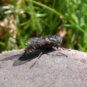 Tabanidae (family) at Boro, NSW - 18 Oct 2021