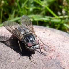 Tabanidae (family) at Boro, NSW - 18 Oct 2021