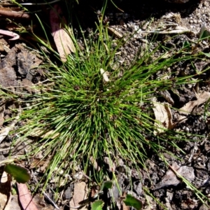 Schoenus apogon at Boro, NSW - suppressed